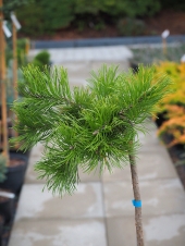 Pinus mugo 'Krauskopf Pa' 
